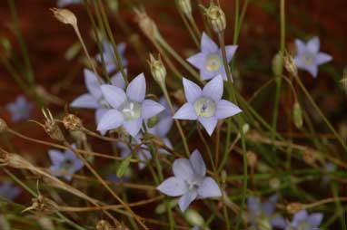 APII jpeg image of Wahlenbergia communis  © contact APII