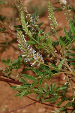 APII jpeg image of Glycyrrhiza acanthocarpa  © contact APII