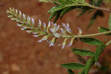 APII jpeg image of Glycyrrhiza acanthocarpa  © contact APII