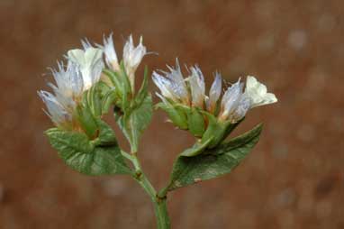 APII jpeg image of Limonium lobatum  © contact APII