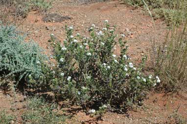 APII jpeg image of Heliotropium asperrimum  © contact APII