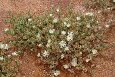 APII jpeg image of Mesembryanthemum nodiflorum  © contact APII