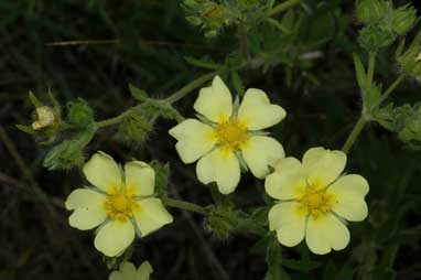 APII jpeg image of Potentilla recta  © contact APII