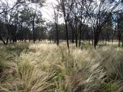 APII jpeg image of Stipa  © contact APII