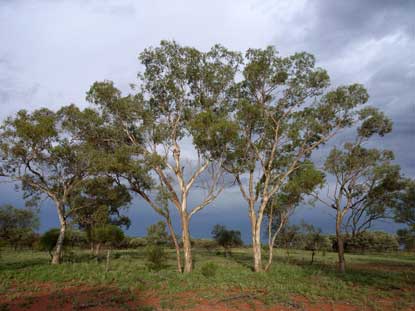 APII jpeg image of Eucalyptus intertexta  © contact APII