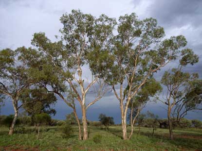 APII jpeg image of Eucalyptus intertexta  © contact APII