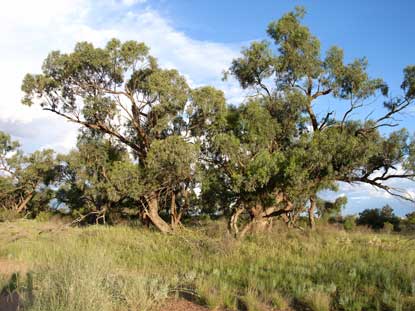 APII jpeg image of Eucalyptus largiflorens  © contact APII