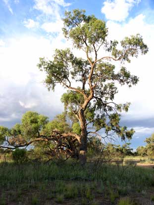 APII jpeg image of Eucalyptus largiflorens  © contact APII