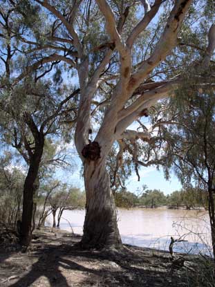 APII jpeg image of Eucalyptus camaldulensis  © contact APII