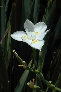 APII jpeg image of Dietes robinsoniana  © contact APII