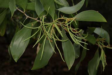 APII jpeg image of Acacia diphylla  © contact APII