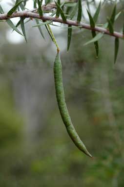 APII jpeg image of Acacia oxycedrus  © contact APII