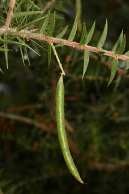 APII jpeg image of Acacia oxycedrus  © contact APII