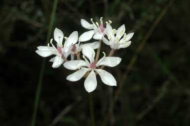 APII jpeg image of Burchardia umbellata  © contact APII