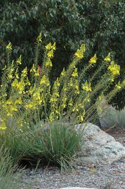 APII jpeg image of Bulbine glauca  © contact APII