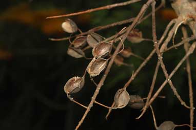 APII jpeg image of Grevillea robusta  © contact APII