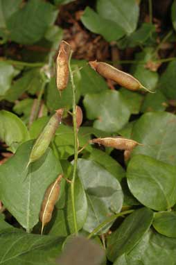 APII jpeg image of Kennedia macrophylla  © contact APII