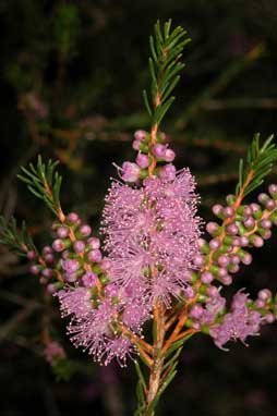 APII jpeg image of Melaleuca glaberrima  © contact APII