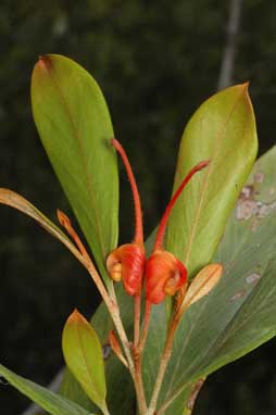 APII jpeg image of Grevillea glossadenia  © contact APII