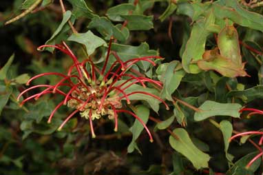 APII jpeg image of Grevillea maccutcheonii  © contact APII