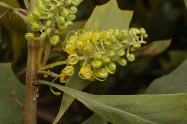 APII jpeg image of Grevillea agrifolia  © contact APII