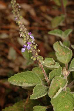 APII jpeg image of Plectranthus cremnus  © contact APII