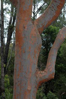 APII jpeg image of Angophora costata  © contact APII