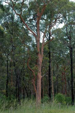 APII jpeg image of Angophora costata  © contact APII