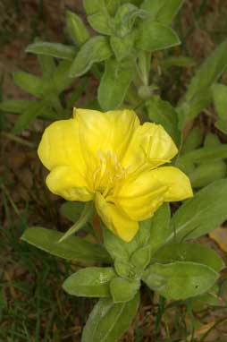 APII jpeg image of Oenothera drummondii subsp. drummondii  © contact APII