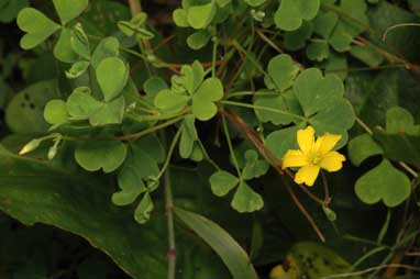 APII jpeg image of Oxalis perennans  © contact APII