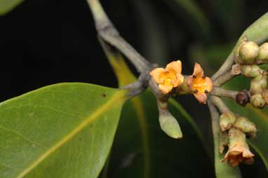 APII jpeg image of Avicennia marina subsp. eucalyptifolia  © contact APII