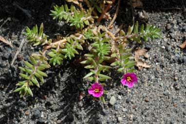 APII jpeg image of Portulaca pilosa  © contact APII