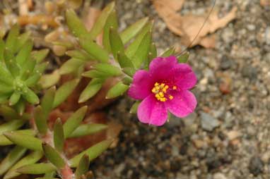 APII jpeg image of Portulaca pilosa  © contact APII