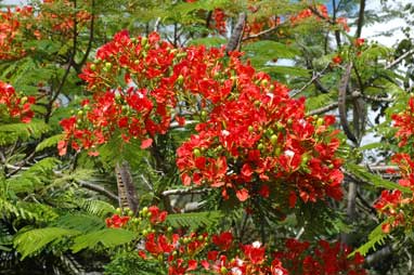 APII jpeg image of Delonix regia  © contact APII