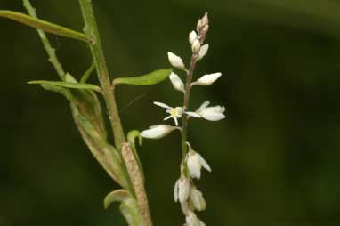 APII jpeg image of Polygala paniculata  © contact APII