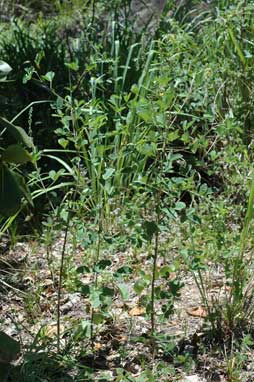 APII jpeg image of Crotalaria pallida var. obovata  © contact APII