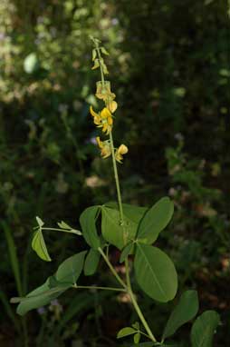 APII jpeg image of Crotalaria pallida var. obovata  © contact APII