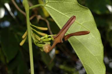 APII jpeg image of Aristolochia acuminata  © contact APII