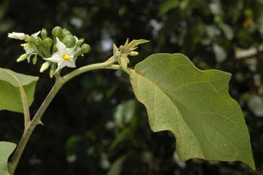 APII jpeg image of Solanum torvum  © contact APII