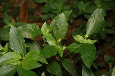 APII jpeg image of Synedrella nodiflora  © contact APII