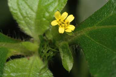 APII jpeg image of Synedrella nodiflora  © contact APII