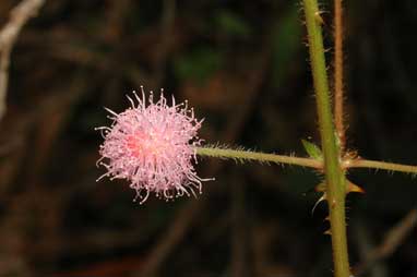 APII jpeg image of Mimosa pudica var. unijuga  © contact APII