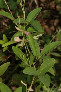 APII jpeg image of Galactia tenuiflora  © contact APII