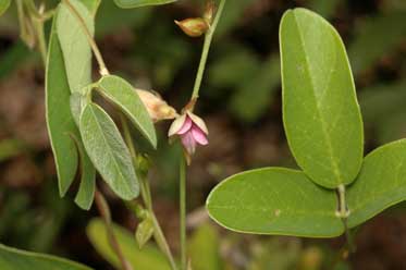 APII jpeg image of Galactia tenuiflora  © contact APII