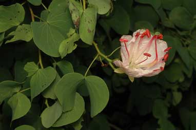 APII jpeg image of Bauhinia hookeri  © contact APII