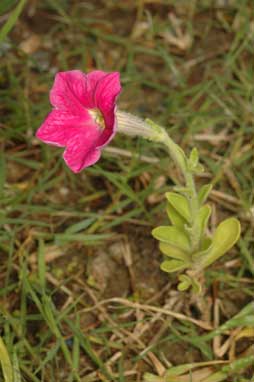 APII jpeg image of Petunia x hybrida  © contact APII