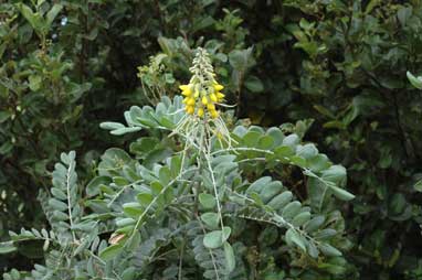 APII jpeg image of Sophora tomentosa subsp. australis  © contact APII