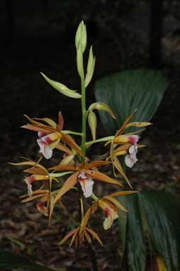 APII jpeg image of Phaius tancarvilleae  © contact APII