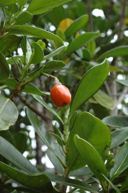 APII jpeg image of Fagraea berteroana  © contact APII