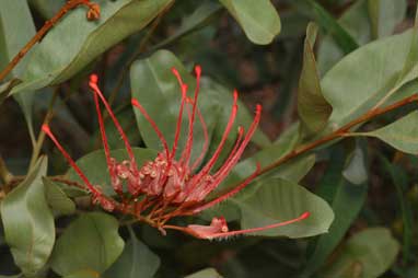 APII jpeg image of Grevillea goodii  © contact APII